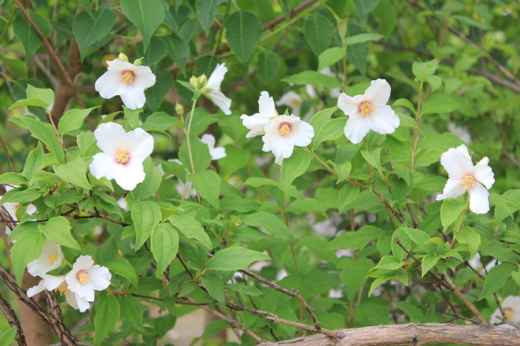 ベルエトワール